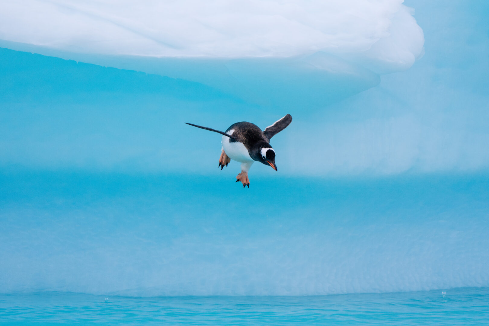 HX Expeditions Antarktis – Rejser på vej…
