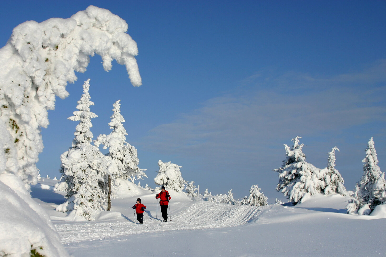 Skiferie i Sjusjøen