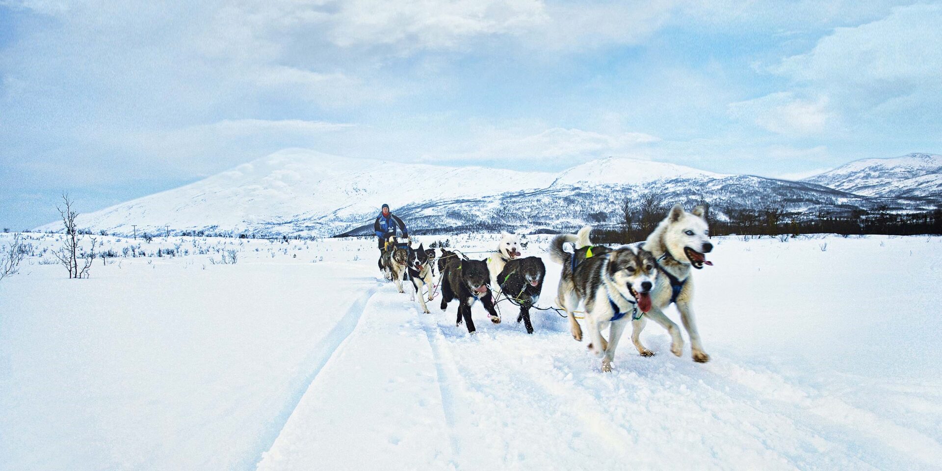hundeslædetur i Tromsø