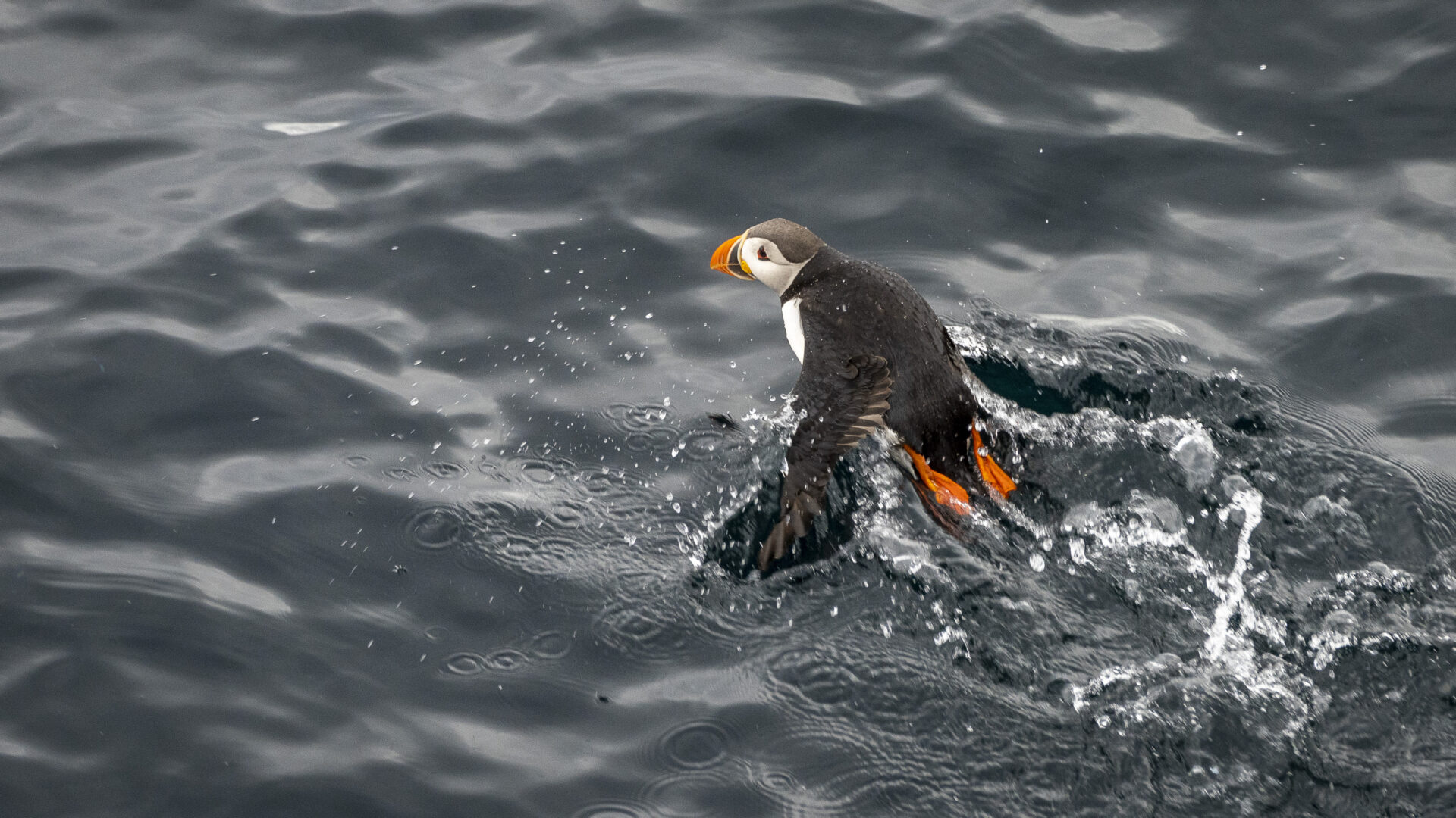 Fuglesafari