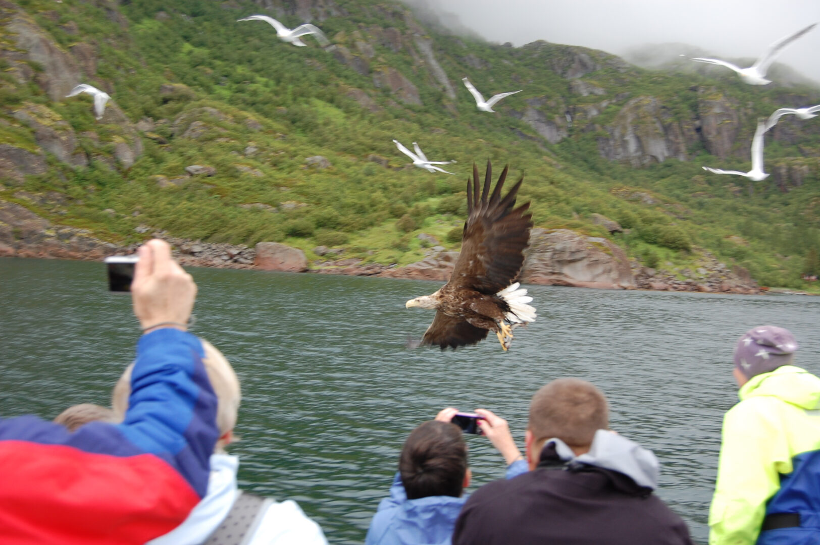 Havørnesafari