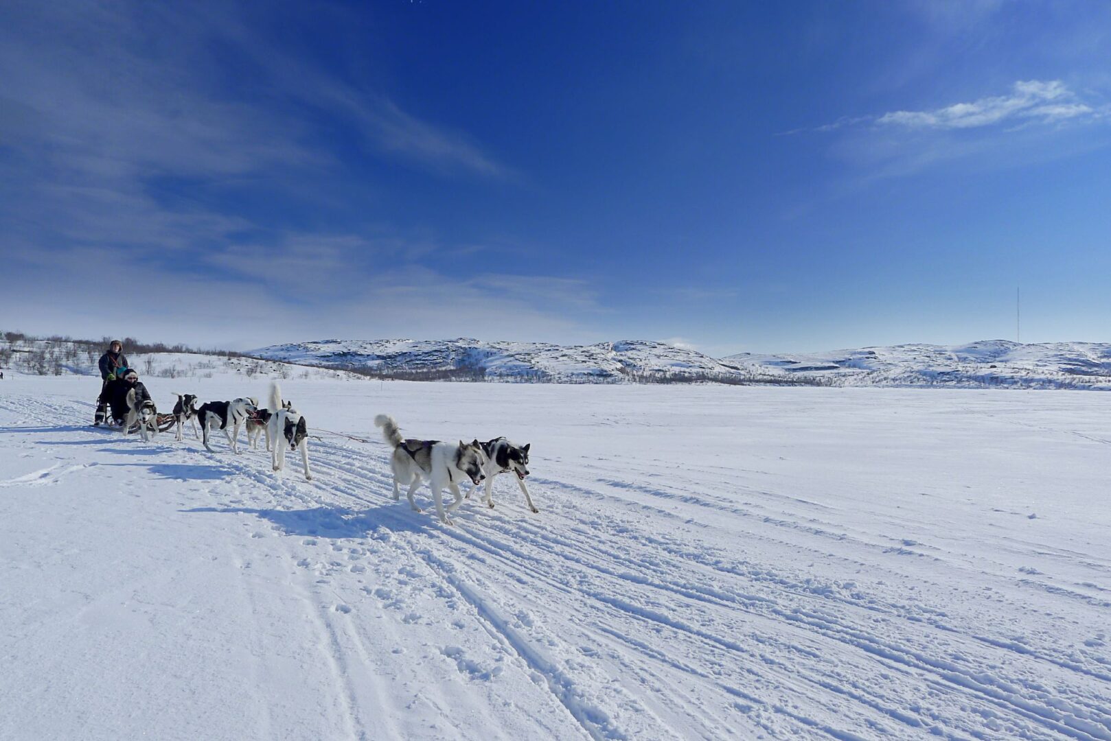 Hundeslædetur i det arktiske landskab ved Kirkenes