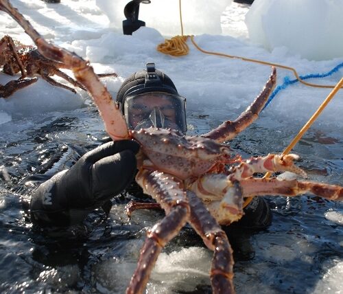 Kongekrabbesafari ved Kirkenes
