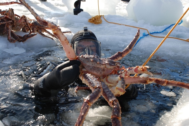 Kongekrabbesafari ved Kirkenes