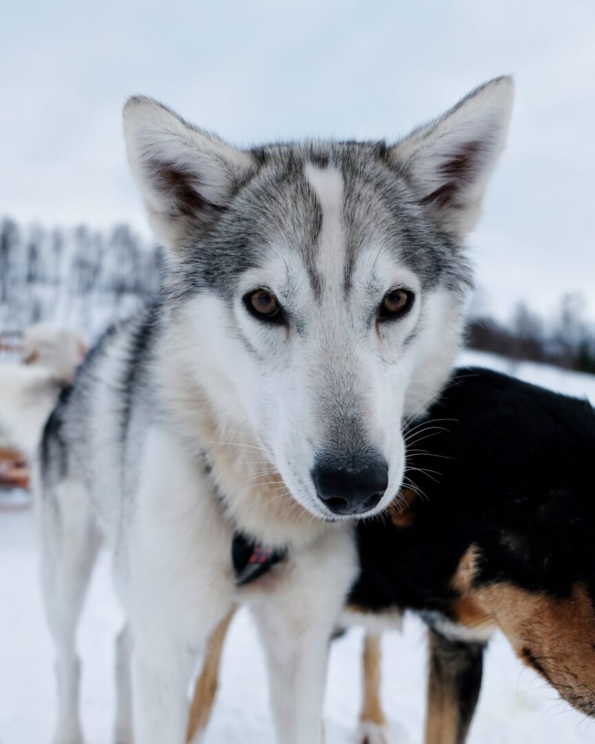 Hundeslædesafari fra Breivikeidet