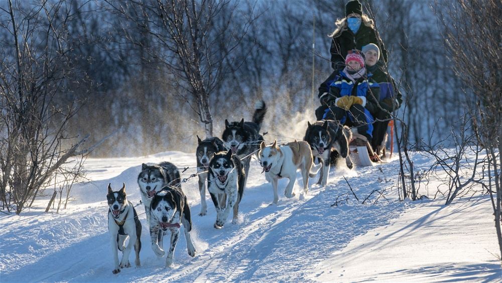 Hundeslæde i Arktis