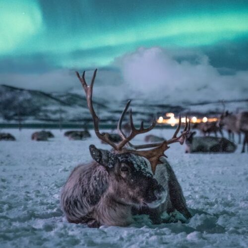 Nordlys-tromsø-oplevelsestur-rensdyr