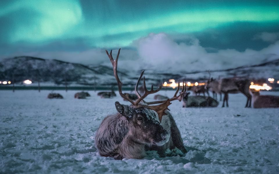 Nordlys-tromsø-oplevelsestur-rensdyr