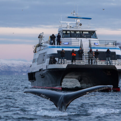 Lydløs hvalsafari i Tromsø
