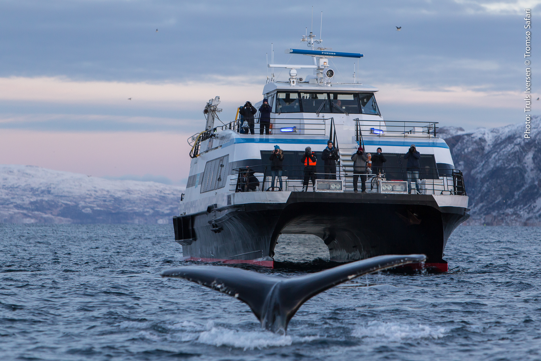 Lydløs hvalsafari i Tromsø