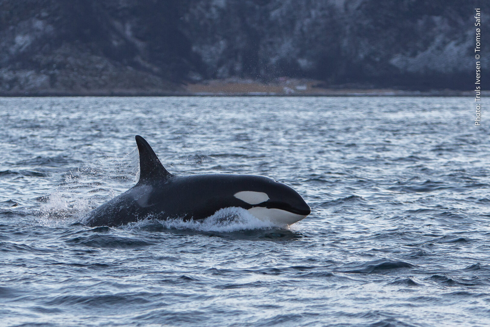 Lydløs hvalsafari i Tromsø