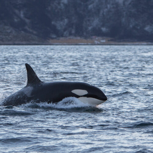 Lydløs hvalsafari i Tromsø