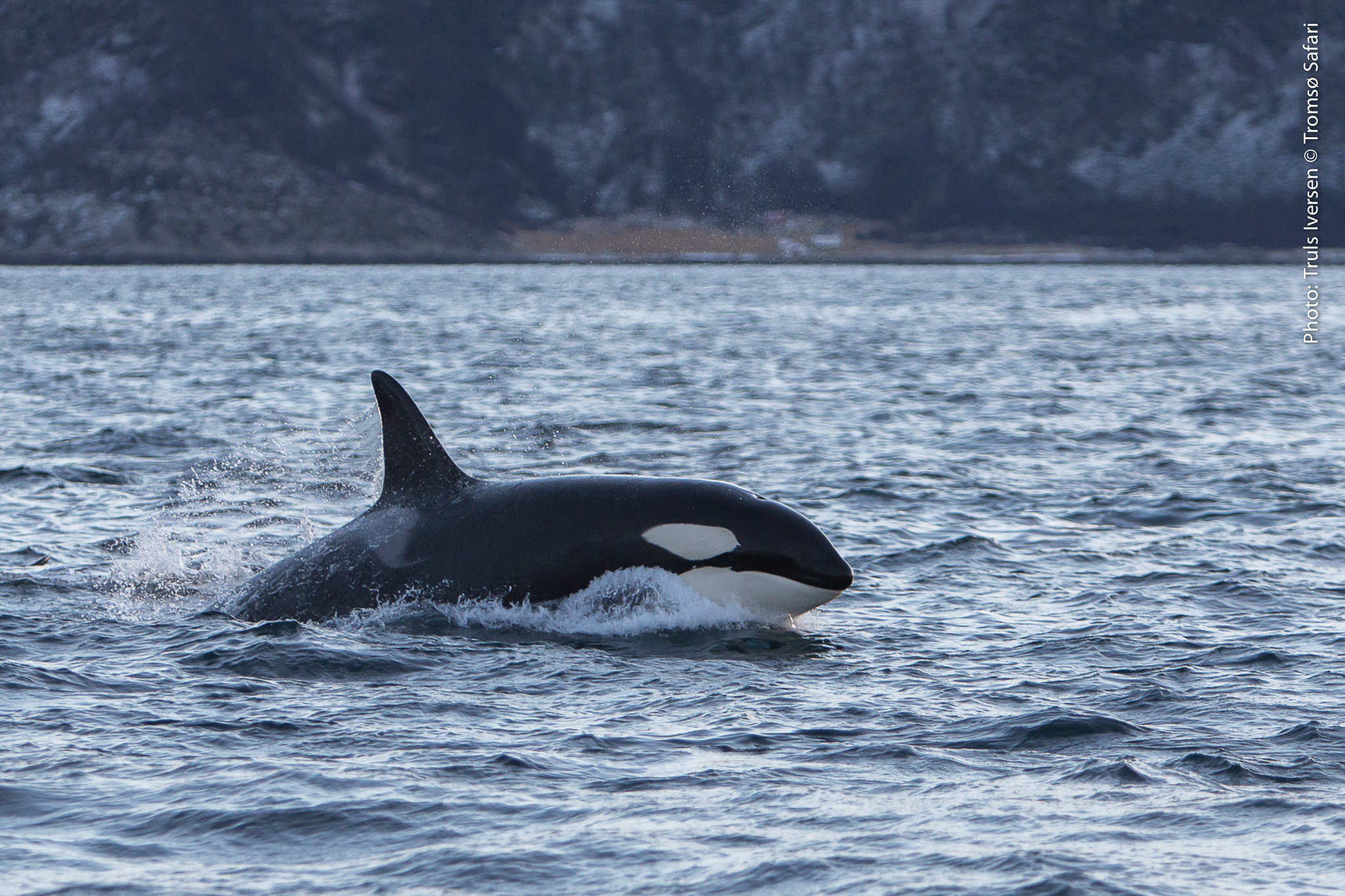 Lydløs hvalsafari i Tromsø